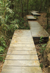 在森林里的木制浮桥