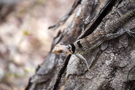 马达加斯加领鬣蜥, Oplurus 维叶, 储量丰富, 黥基 Ankarana, 马达加斯加