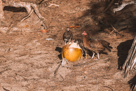 可爱的小鸡吃椰子上的海滩上的岛上的考艾, 夏威夷