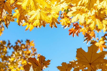 秋黄叶对蓝天背景