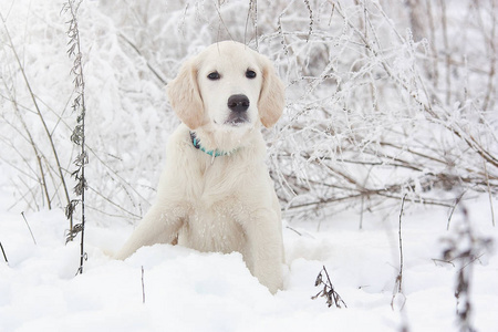 一只金色的猎犬在雪地里的小狗