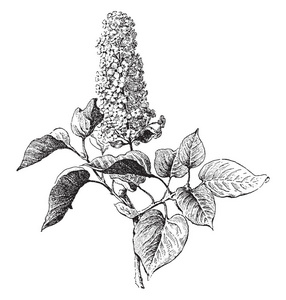 丁香也被称为 丁香。丁香是橄榄家族开花植物, 复古线条画或雕刻插图
