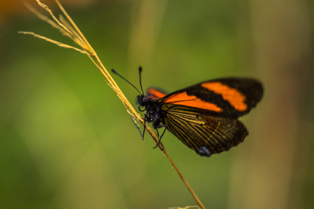 秘鲁国家公园2017年8月05日 秘鲁国家公园的橙色蝴蝶