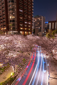 六本木 Sakurazaka, 东京, 日本2018年3月26日 樱花在六本木 Sakurazaka, 东京, 日本