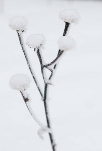 覆盖雪的干燥植物的特写图