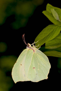 Genepteryx rhamni 蝶, 特写镜头