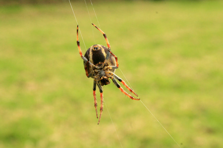 web 上的圆球韦弗蜘蛛