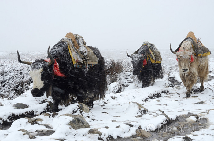 牦牛商队从珠穆朗玛峰大本营的暴风雪,尼泊尔