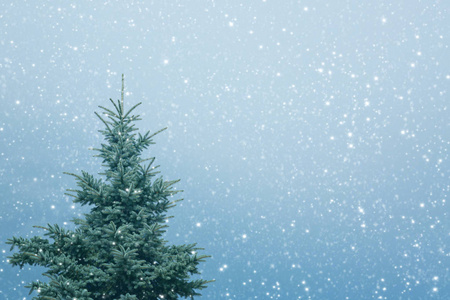 蓝色背景查出的雪的圣诞节杉木树