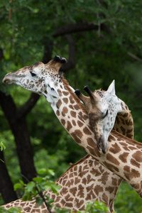 在赞比亚野生动物园的长颈鹿图片