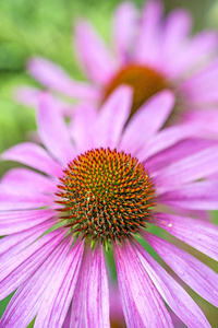 锥花 菊