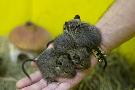 三只松鼠在手上。鼠在接触动物园的手。手里拿着生菜的松鼠