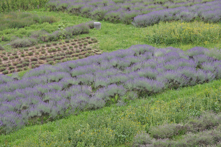 香味和开花薰衣草田地种植的爱好者和帕特