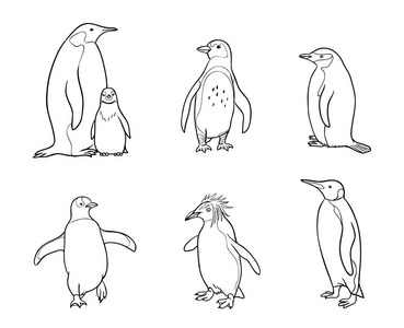 一组不同的企鹅在轮廓矢量插图
