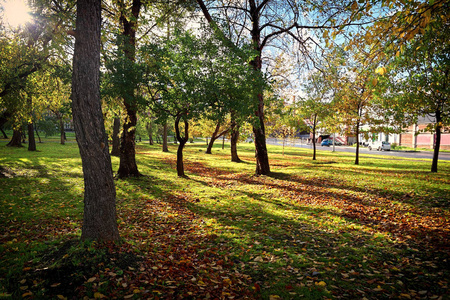 秋天的城市景观黄叶覆盖小巷