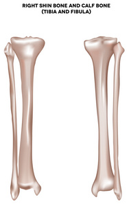 小腿骨和小腿骨胫骨和腓骨
