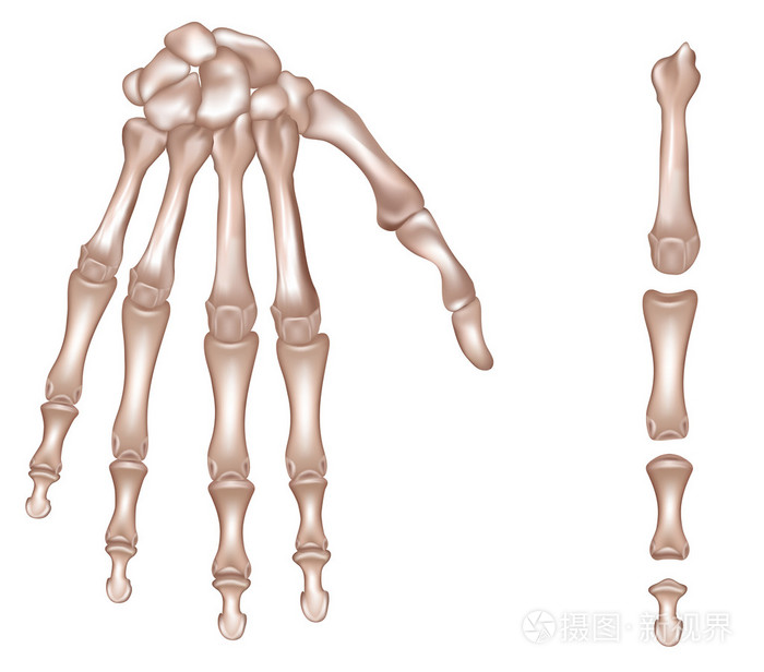 手和手指的骨头