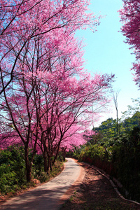 樱花通路在清迈，泰国