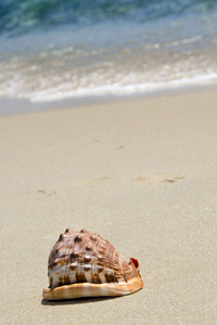海贝壳在海滩上图片