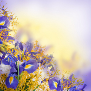 蓝色鸢尾花和白花的花束