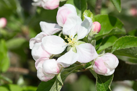 在春天开花苹果花园