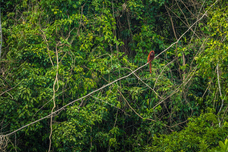 秘鲁国家公园2017年8月07日 秘鲁国家公园亚马逊雨林中的吼猴