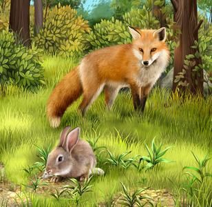 灰色兔子吃草。在森林中狩猎狐狸照片