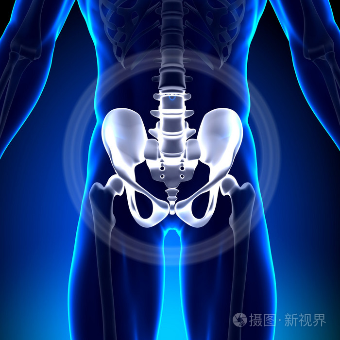 髋关节坐骨耻骨骶髂骨-解剖学骨头
