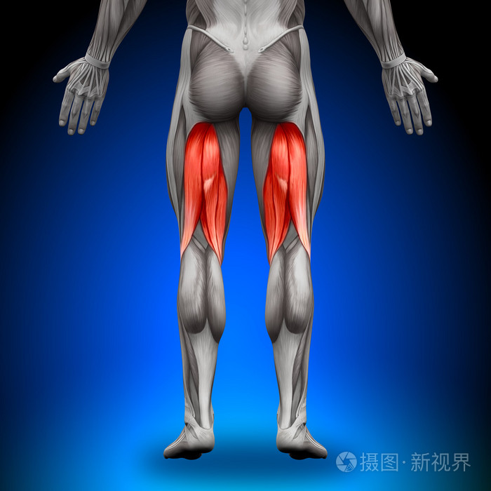 腿筋-解剖肌肉