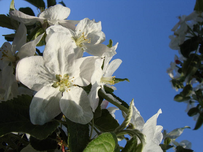 栀子花是白花