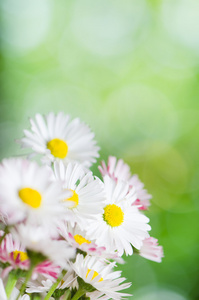 雏菊花特写夏天背景