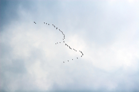 一群鸟儿飞行的楔形 vite