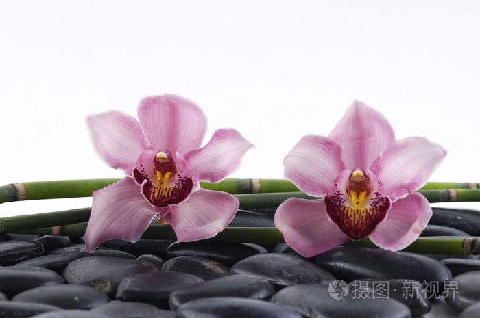兰花与竹林和黑石头