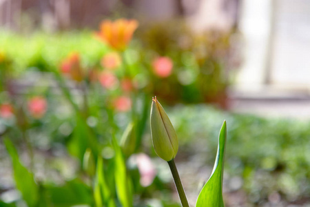 春花园郁金香的封闭芽