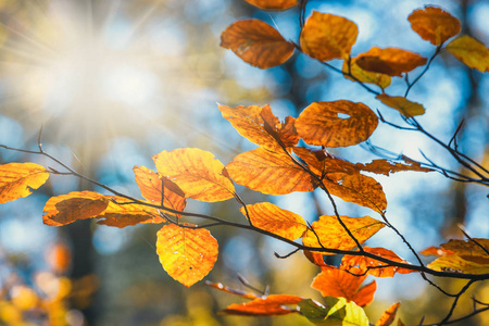 五颜六色的秋天叶子与蓝天在背景