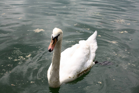 白色天鹅在湖流血斯洛文尼亚