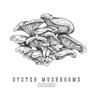 牡蛎蘑菇矢量素描合集。可食用的蘑菇孤立在白色背景上雕刻