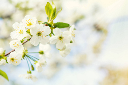 春季背景艺术与白樱桃开花。美丽的 natur