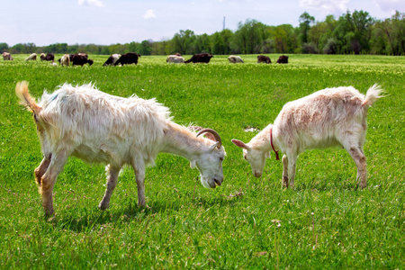 山羊在草地上放牧