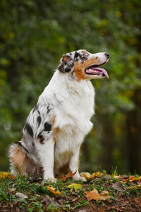 年轻梅尔澳大利亚牧羊犬看起来