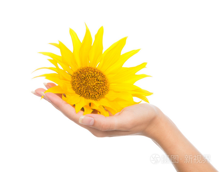 女人手拿黄色的向日葵太阳