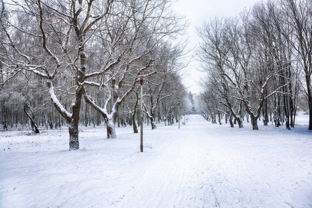 白雪覆盖的树木，在城市公园