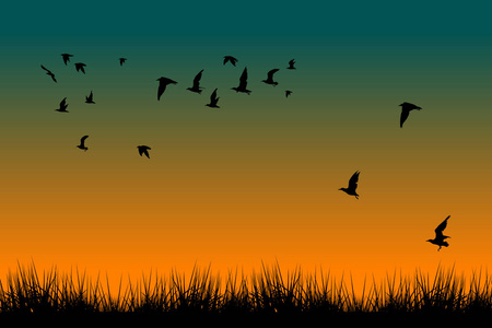 日出时的草地和飞鸟剪影