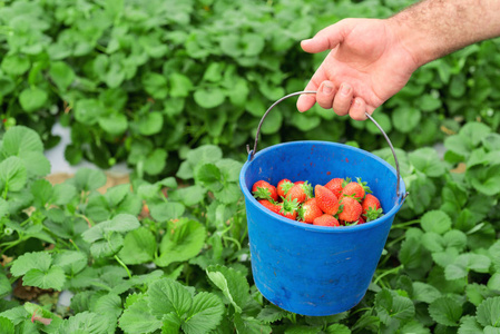农夫在草莓地里拿着蓝水桶