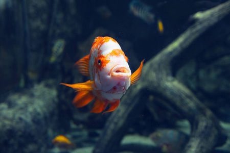 深蓝色海水中的水族馆多彩橙鱼