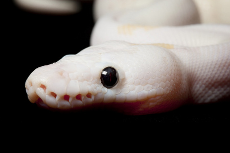 黑眼睛 leucistic 球 python