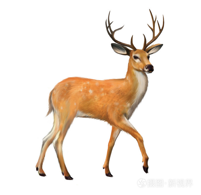 大角山孤立图白色背景上的美丽鹿