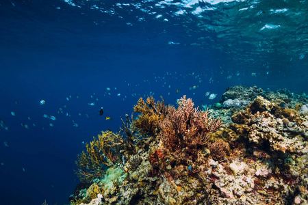 野生珊瑚和热带鱼的海底世界