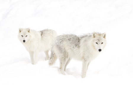 北极狼 arctos 站立在冬天雪