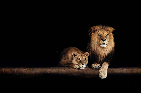 狮子和母狮, 动物家庭。黑暗中的肖像